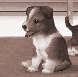 NintenDogs